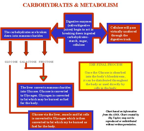 Carb Chart - Digestion & Metabolism