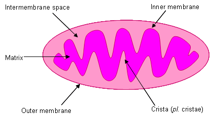 Mitochondria are small endosymbiotic organelles in eukaryotes with a complex double-membrane system.