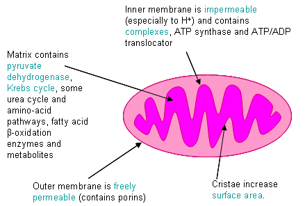 Mitochondrion showing functions of its various structures.
