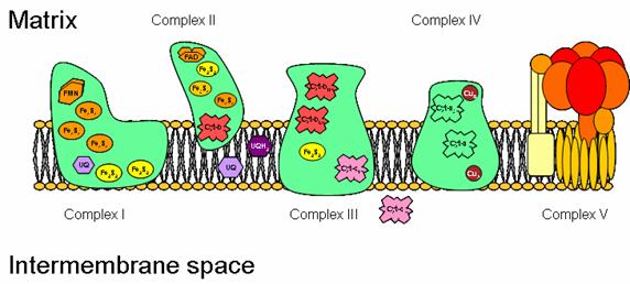 The electron transport chain consist of four complexes, plus an ATP synthase.