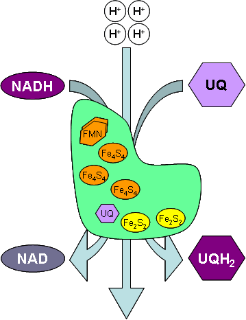 NADH is oxidised to NAD, producing UQH2 from UQ.