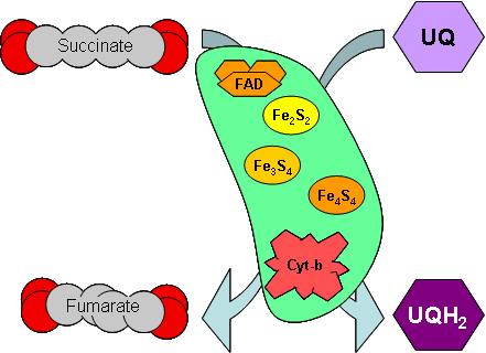 Succinate dehydrogenase faces the matrix space, and does not span the membrane, so no protons are pumped.