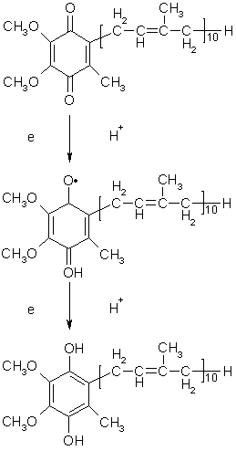 UQ is reduced to UQH2 via a reactive free radical called a semiquinone.