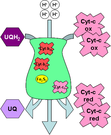 UQH2 is oxidised to UQ, and the electrons used to reduce two molecules of cytochrome-c.
