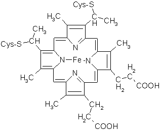Cytochrome-c.