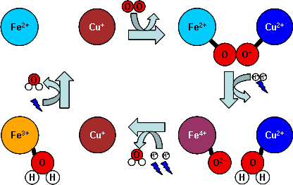 Iron and copper ions bind oxygen and reduce it in stages.