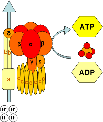 One ATP is generated per 4 protons allowed to flow back across the membrane.