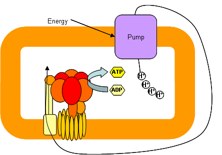 Chemiosmosis generates ATP from proton gradients.