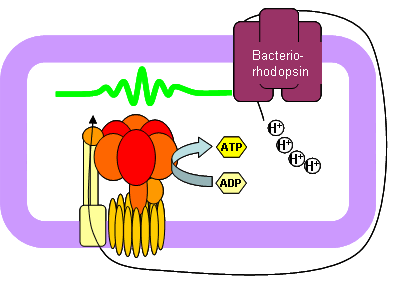 In some Archaea, the proton gradient is generated by light.