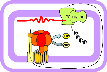 In some proteobacteria, the proton gradient is generated by light.