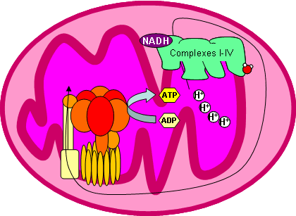 In mitochondria, the proton gradient is generated using NADH.