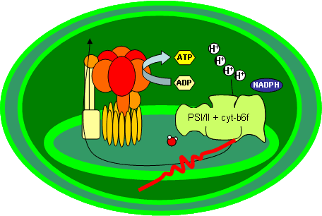 In plastids, the proton gradient is generated by light.