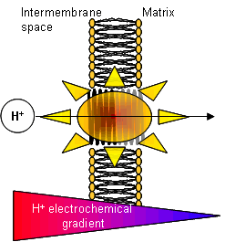 Thermogenin destroys the electrochemical gradient generating heat.