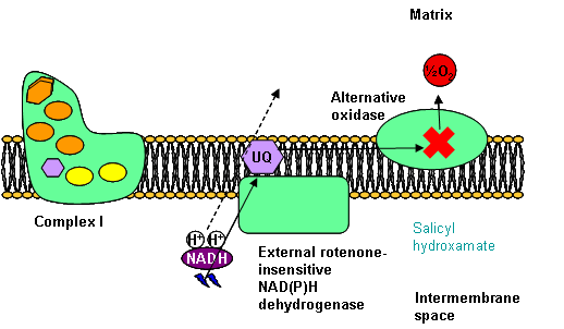 The alternative oxidase generates heat but no ATP from NAD(P)H oxidation.