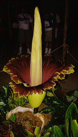 The alternative oxidase generates heat in the largest inflorescence on earth.
