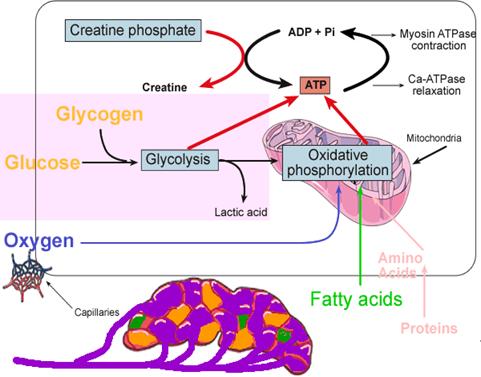 http://www.peoriaendocrine.com/images/diabetes_lecture/glycolysis_2.GIF