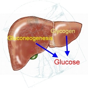 http://www.peoriaendocrine.com/images/diabetes_lecture/hepatic_glucose.jpg