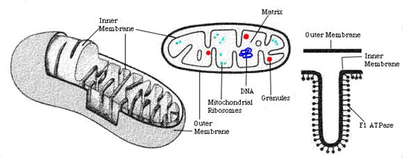 http://www.seorf.ohiou.edu/~tstork/compass.rose/cell.03/mito/Mitochondria_4th_period_files/mitochondria5.gif
