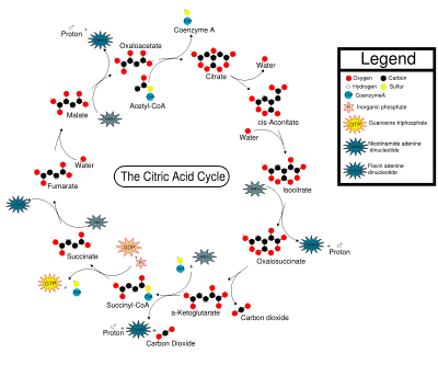 Overview of the citric acid cycle