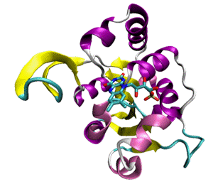 An example of the Rossmann fold, a structural domain of a decarboxylase enzyme from the bacterium Staphylococcus epidermidis (PDB ID 1G5Q) with a bound flavin mononucleotide cofactor.