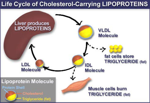 http://www.becomehealthynow.com/conditions/images/lifecycle_of_lipoproteins.jpg