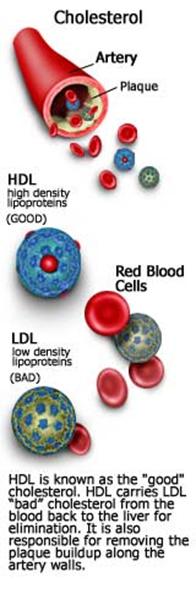Cholesterol diagram showing HDL  (good) lipoproteins help to eliminate LDL (bad) lipoproteins from the blood.