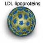 LDL lipoproteins