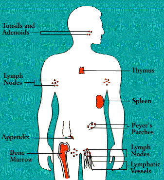 anatomy of the immune system
