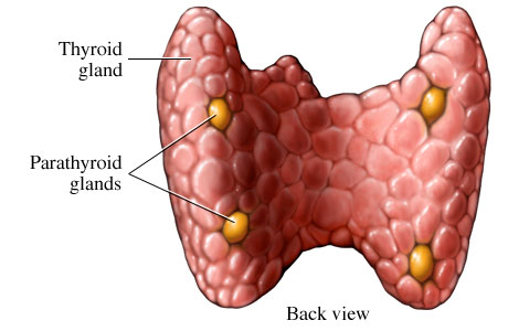 Picture of thyroid and parathyroid glands