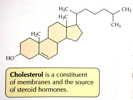 http://academic.brooklyn.cuny.edu/biology/bio4fv/page/cholesterol.JPG