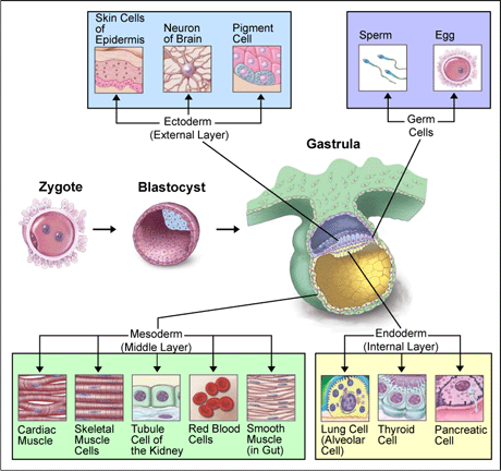 Image:Cell differentiation.gif