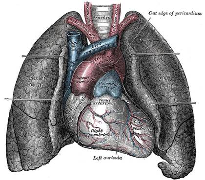 http://upload.wikimedia.org/wikipedia/commons/e/e6/Heart-and-lungs.jpg