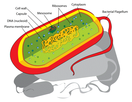 Image:Prokaryote cell diagram.svg