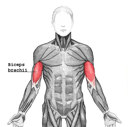 Image:Biceps brachii.png