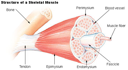 http://www.web-books.com/eLibrary/Medicine/Physiology/Muscular/muscle_structure.jpg