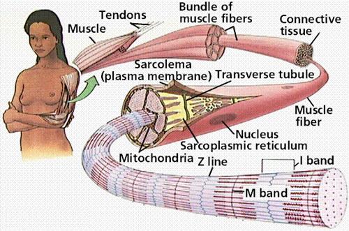 http://www.cartage.org.lb/en/themes/sciences/LifeScience/GeneralBiology/Physiology/Muscular/SkeletalMuscle/muscle1.gif