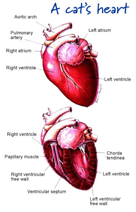 heartdiagram