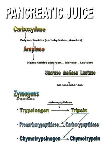 http://www.uta.edu/biology/henry/classnotes/2458/Pancreatic%20Juice.jpg