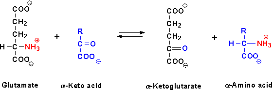http://www.med.unibs.it/~marchesi/aminotransferasereaction.gif