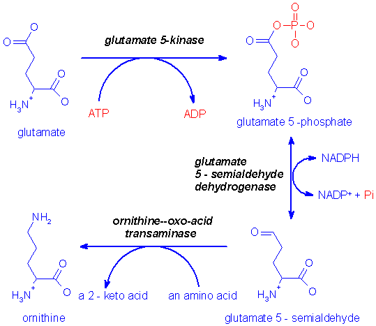 http://www.med.unibs.it/~marchesi/ornithine_synth.gif