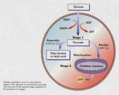 http://www.peoriaendocrine.com/images/diabetes_lecture/glycolysis_1.JPG