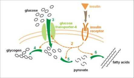 400px-Insulin_glucose_metabolism[1]